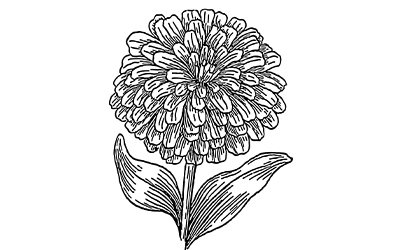 Zinnias