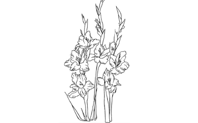 Gladiolus