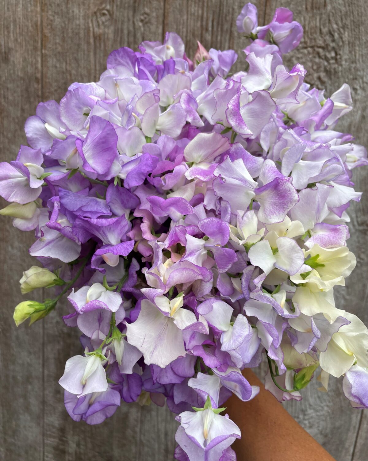 Sweet Peas - Image 2