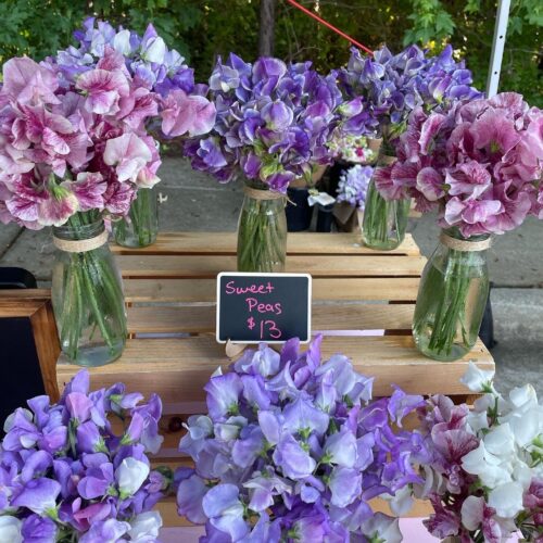 Sweet Peas