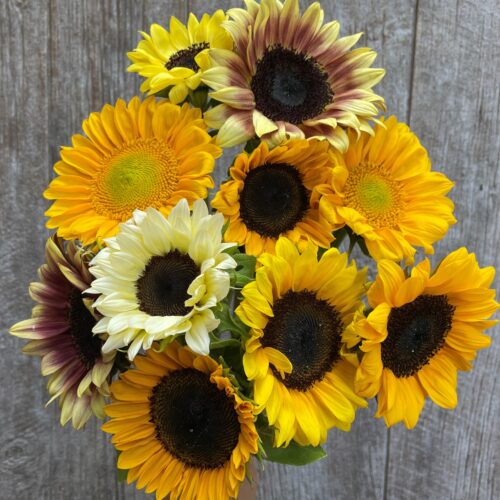 Sunflower Bunch